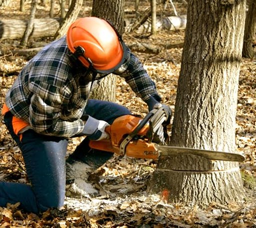 Tree Removal in Corinna, ME